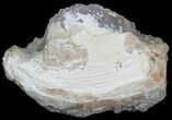 Partial Crystal Filled Fossil Clam - Rucks Pit, FL #44598-1